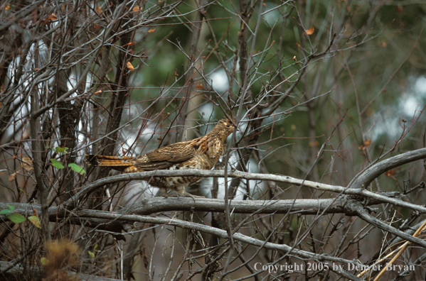Ruffed Grouse in tree.
