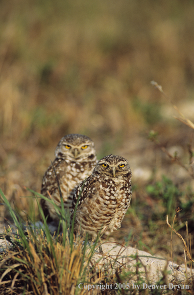 Pair of burrowing owls on ground.