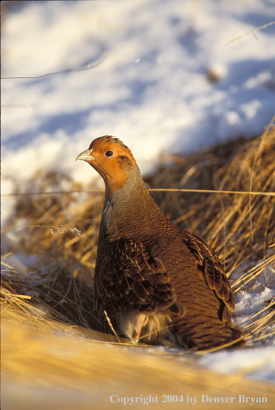 Hungarian Partridge in dead grass