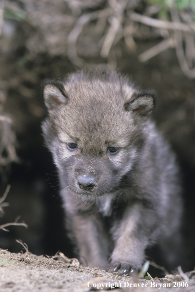 Gray wolf pups in den.