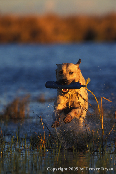 Yellow Labrador Retriever running with training dummy