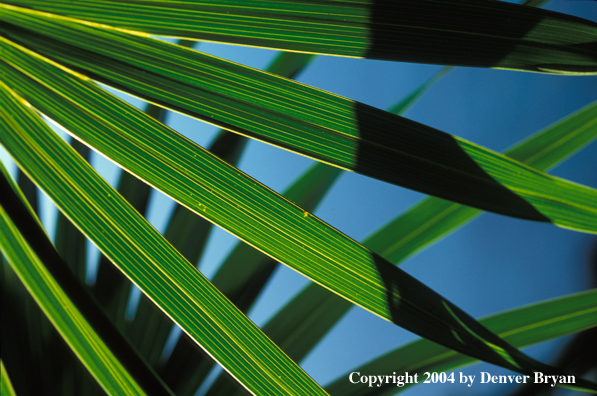Palmetto tree fronds