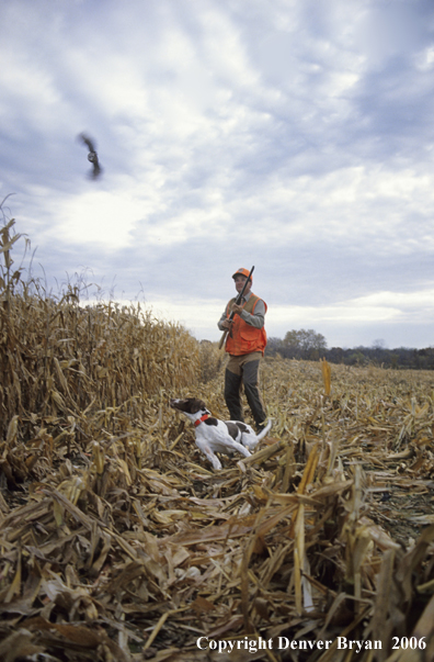 Upland game bird hunter and dog retrieving quail.