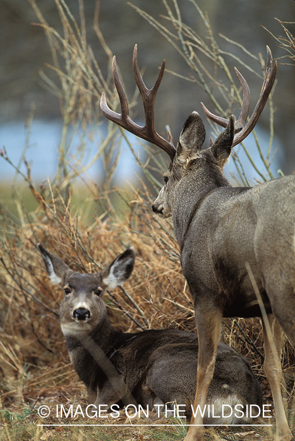 Mule deer and doe in habitat.