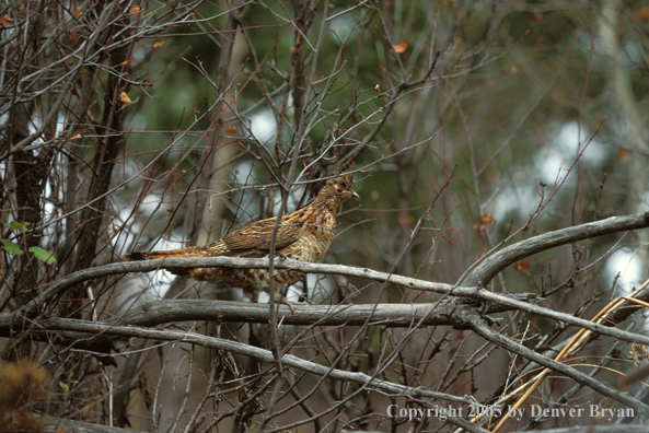 Ruffed Grouse in tree.