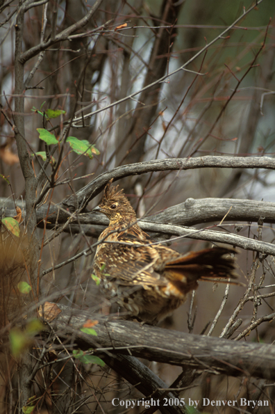 Ruffed Grouse in tree.