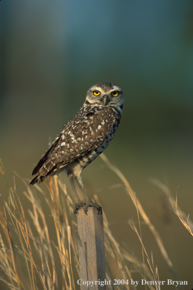 Burrowing owl on post.