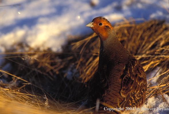 Hungarian Partridge in snow