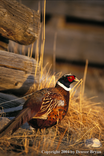 Ring-necked Pheasant standing by woodpile