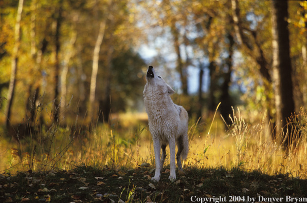 Gray wolf howling.