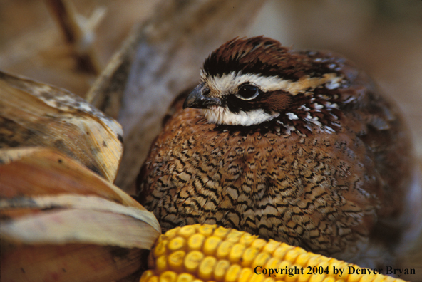 Male Bobwhite.