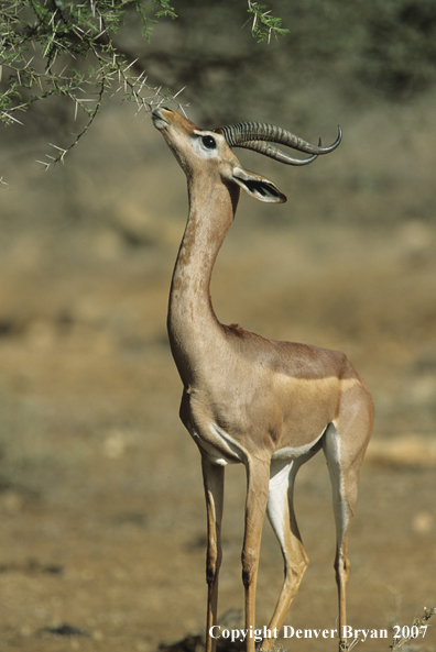 Gerenuk feeding.