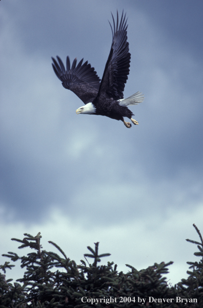 Bald eagle in flight.