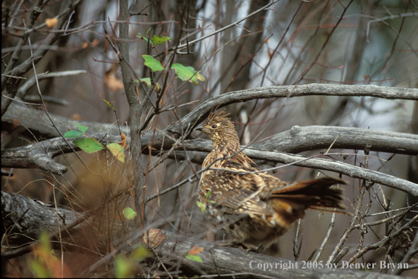 Ruffed Grouse in tree.