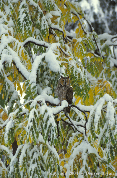 Long-eared owl.