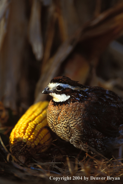 Male Bobwhite.