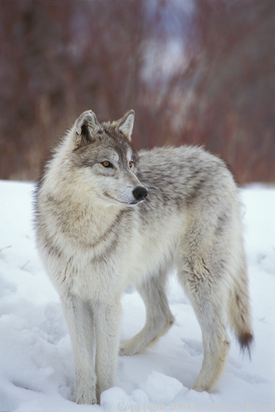 Gray wolf in winter habitat.