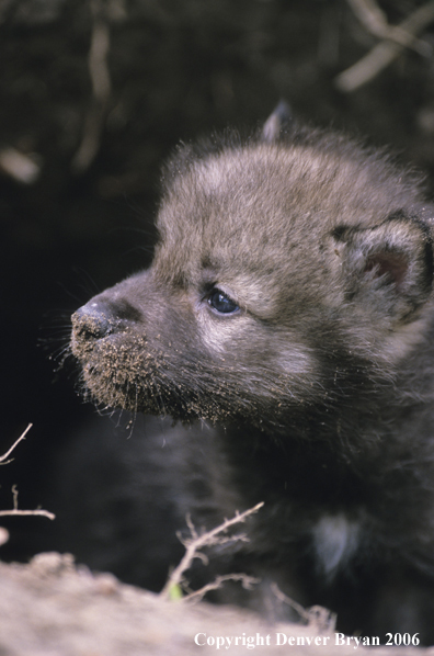Gray wolf pups in den.