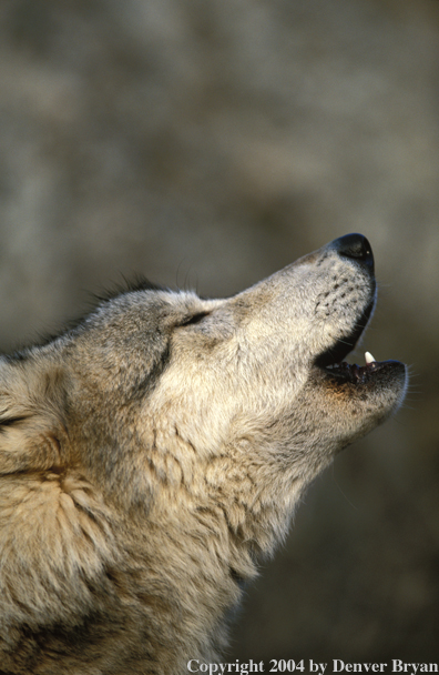 Gray wolf howling.