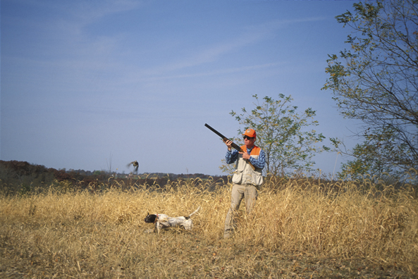 Upland bird hunter shooting at quail.