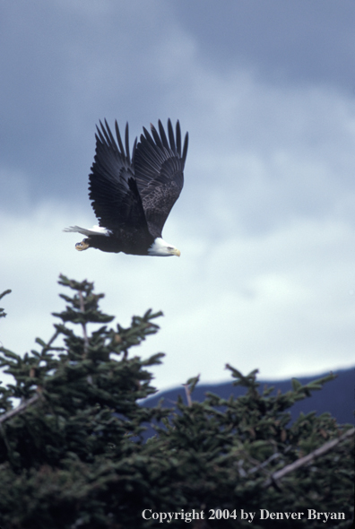 Bald eagle in flight.