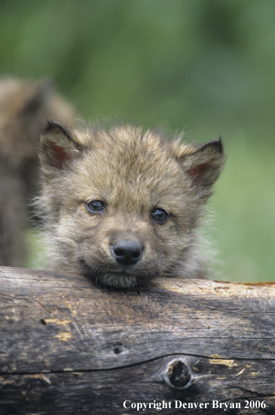 Gray wolf pup in habitat.