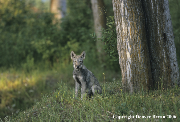 Gray wolf pup in habitat.