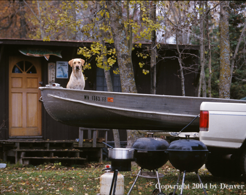 Yellow Labrador Retriever in boat ready to go
