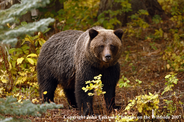 Grizzly/Brown Bear in habitat