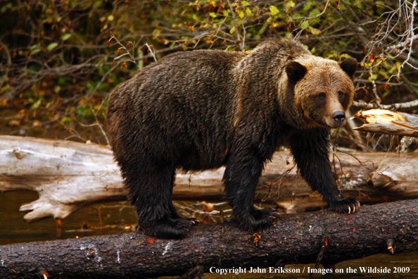 Brown/Grizzly Bear in habitat