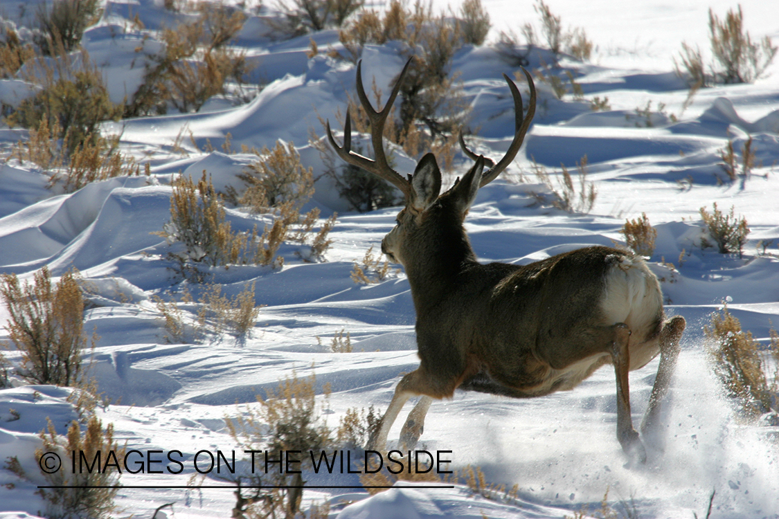Mule deer in habitat