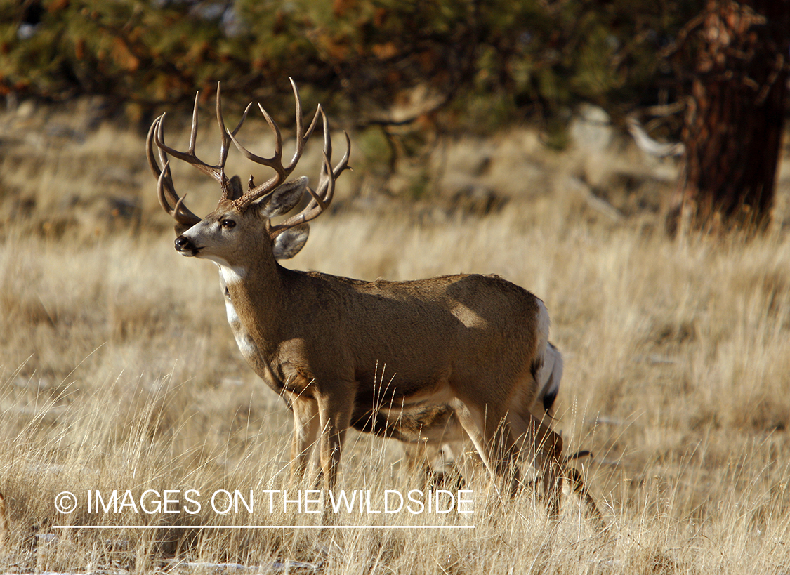 Mule deer 