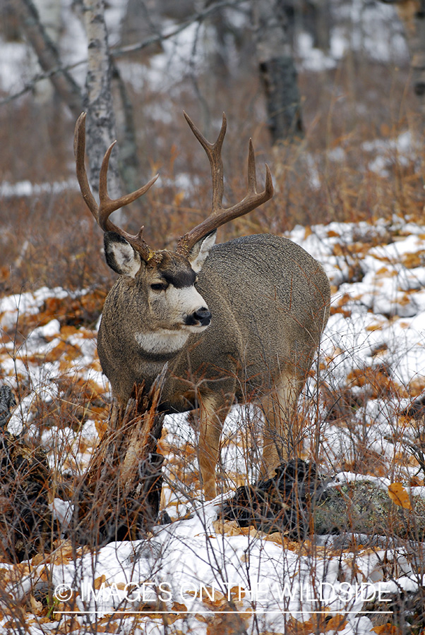 Mule deer 