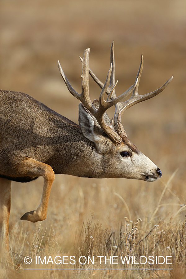 Mule deer buck in habitat. 