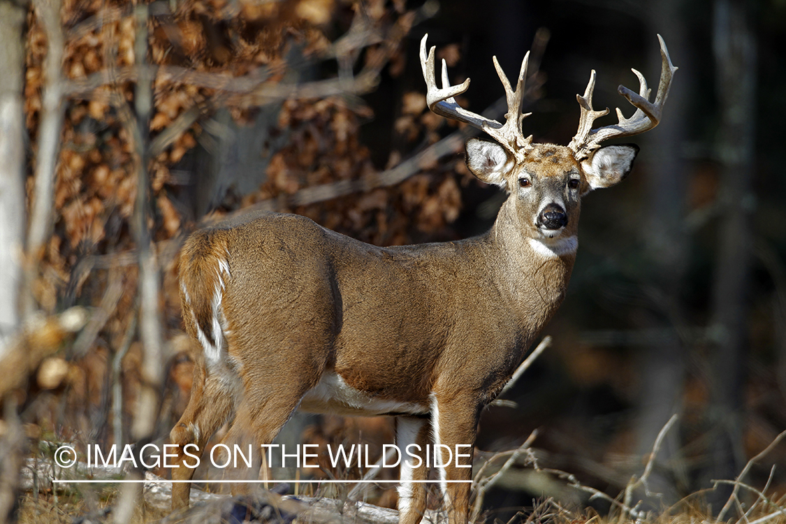 White-tailed buck in habitat. *
