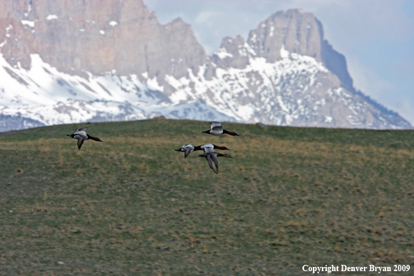 Canvasback Ducks in flight