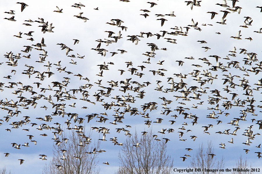 Large flock of Mallards in habitat.
