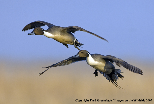 Pintail duck in habitat