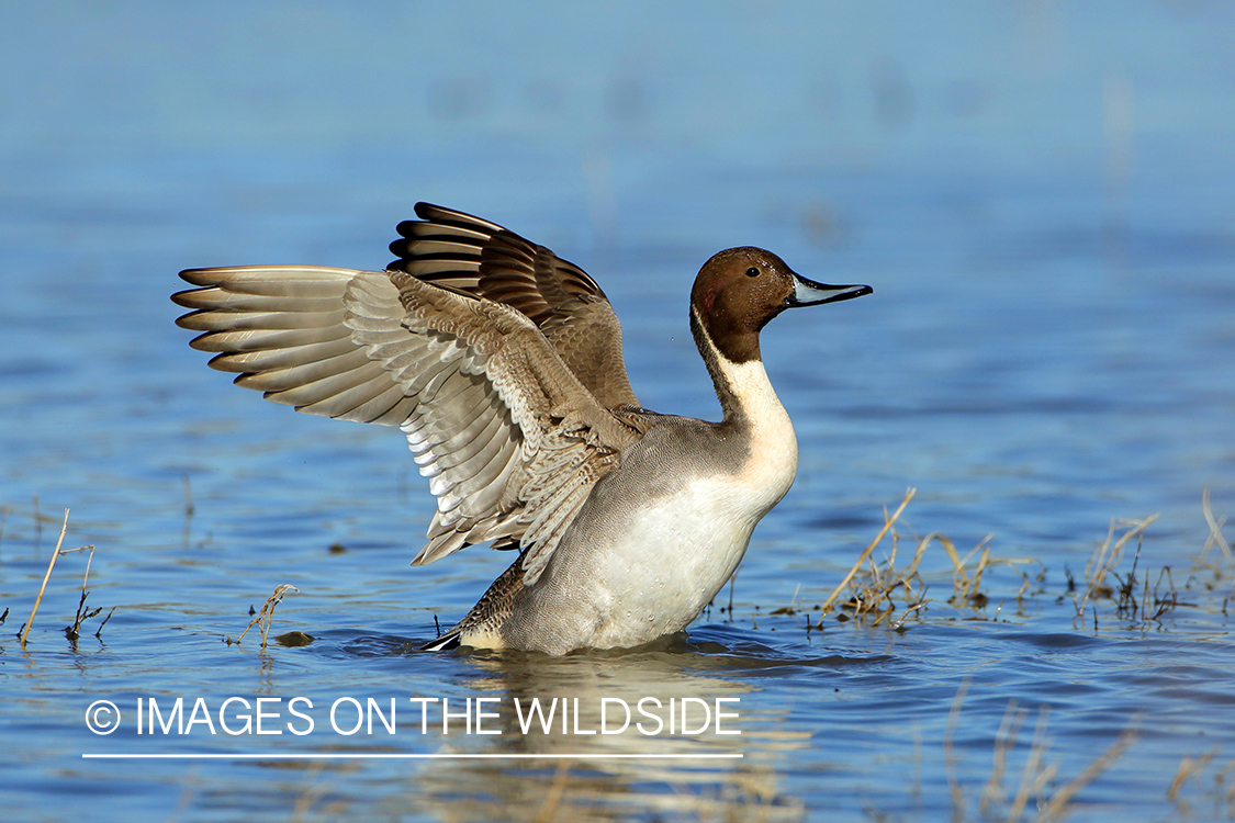 Pintail duck in habitat. 