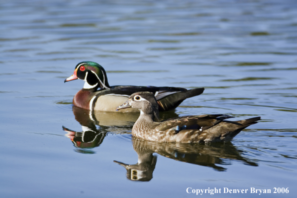 Wood duck pair swimming.