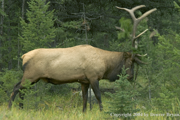 Rocky Mountain bull elk scraping tree.
