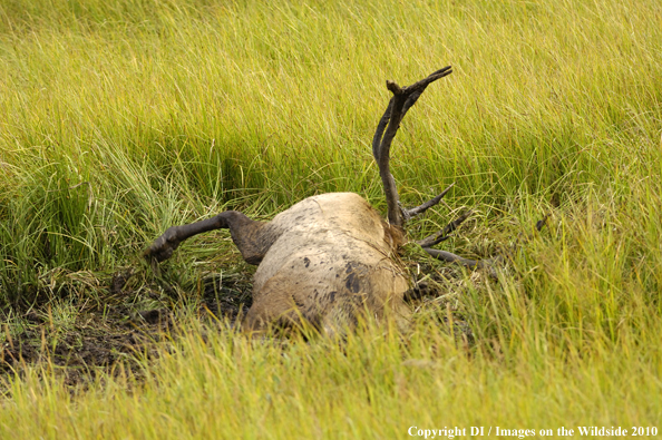 Rocky Mountain Bull Elk in a grassy meadow wallow. 