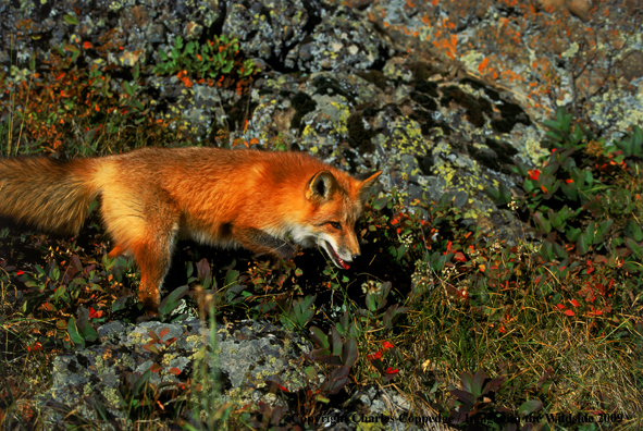 Red Fox in habitat