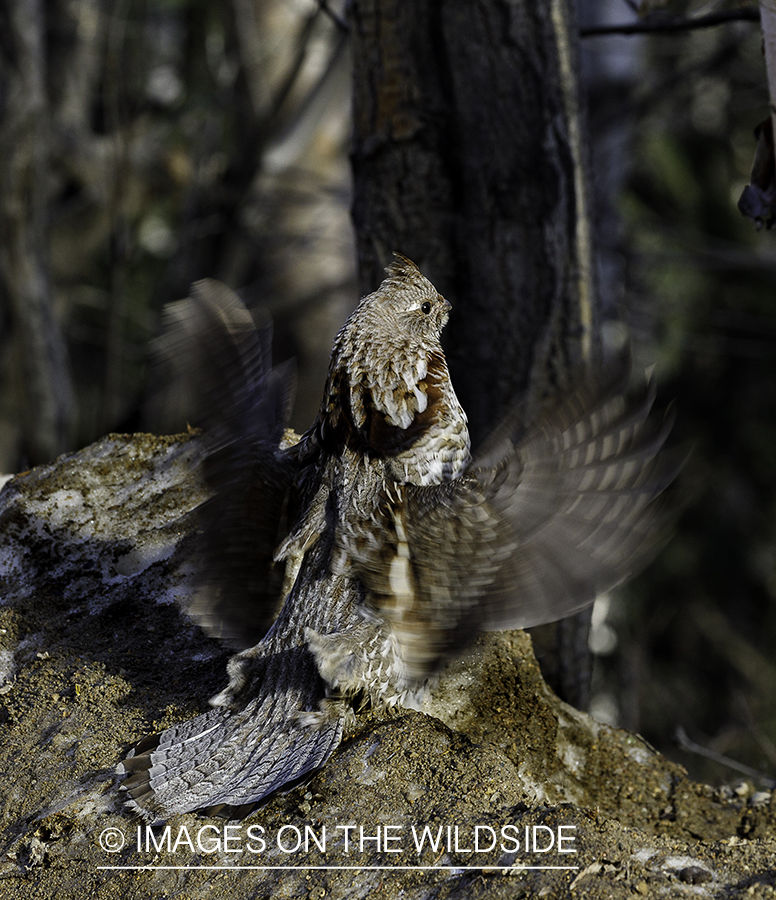 Ruffed Grouse