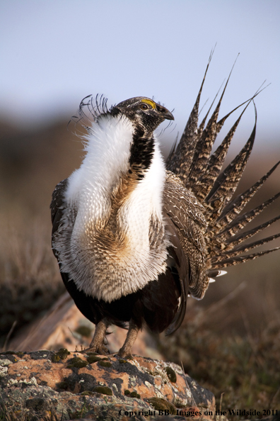 Sage Grouse displaying/strutting on breeding grounds