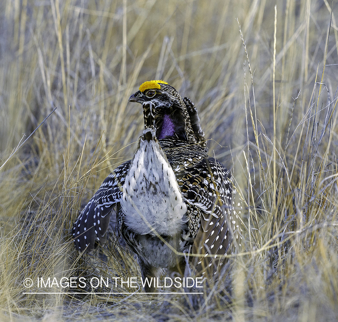 Sharp-tailed Grouse