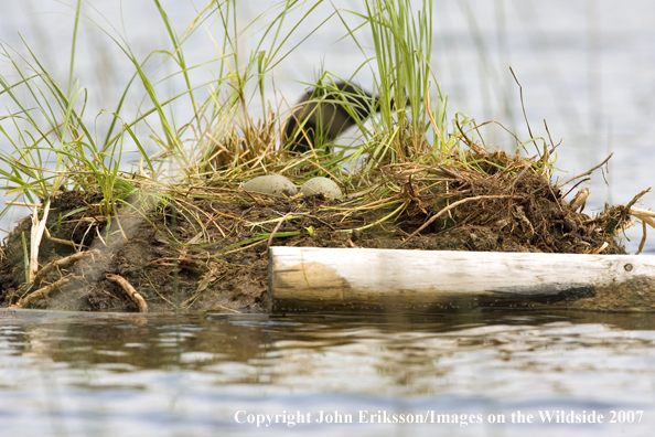 Loon eggs in nest with loon in background