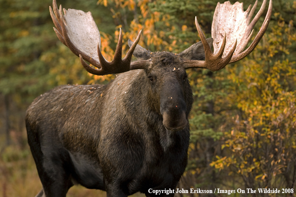 Bull Moose in Habitat