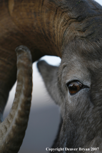 Close-up of a Rocky Mountain Bighorn sheep