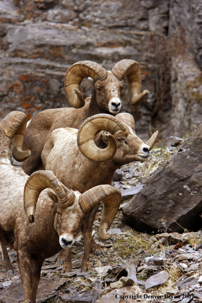 Rocky Mountain Big Horn Sheep